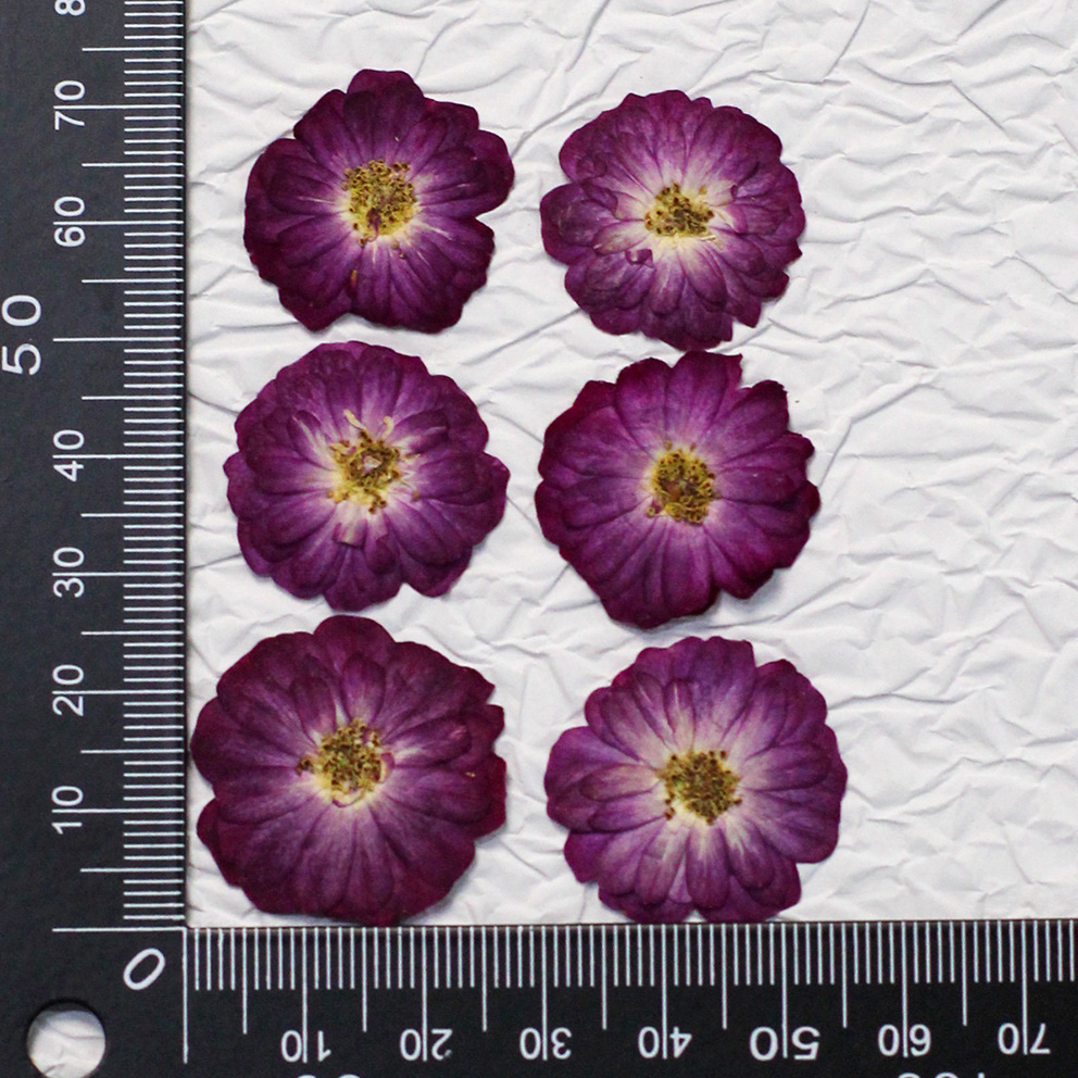 60 Yellow Mixed-size Pressed R - Resin Craft Ideas ulasan dan harga
