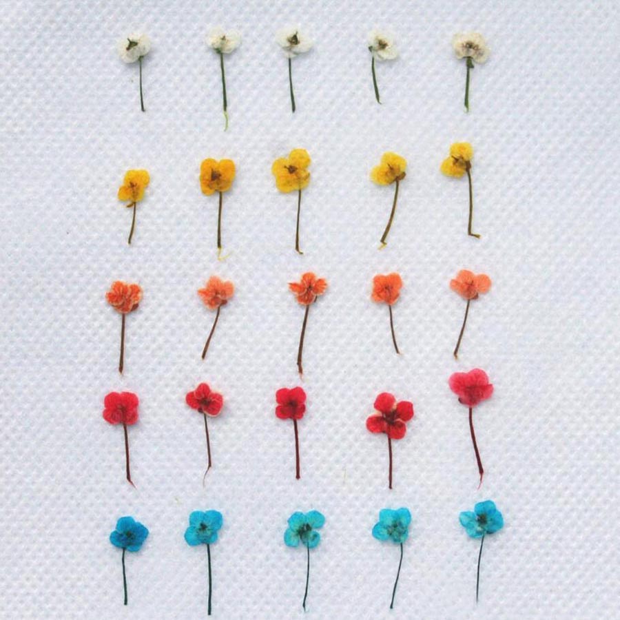 60pcs Mini Pressed Dried Flowe - Resin Craft Ideas ulasan dan harga