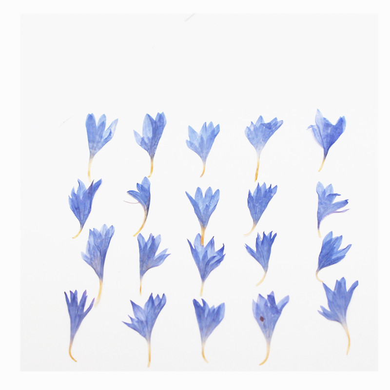 60pcs Mini Pressed Dried Flowe - Resin Craft Ideas ulasan dan harga