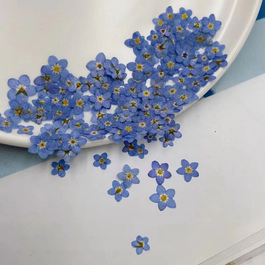 60pcs Mini Pressed Dried Flowe - Resin Craft Ideas ulasan dan harga