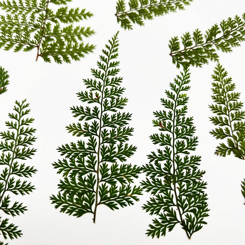100Pcs Natural Rain Fern Leaf  - Resin Craft Ideas ulasan dan harga