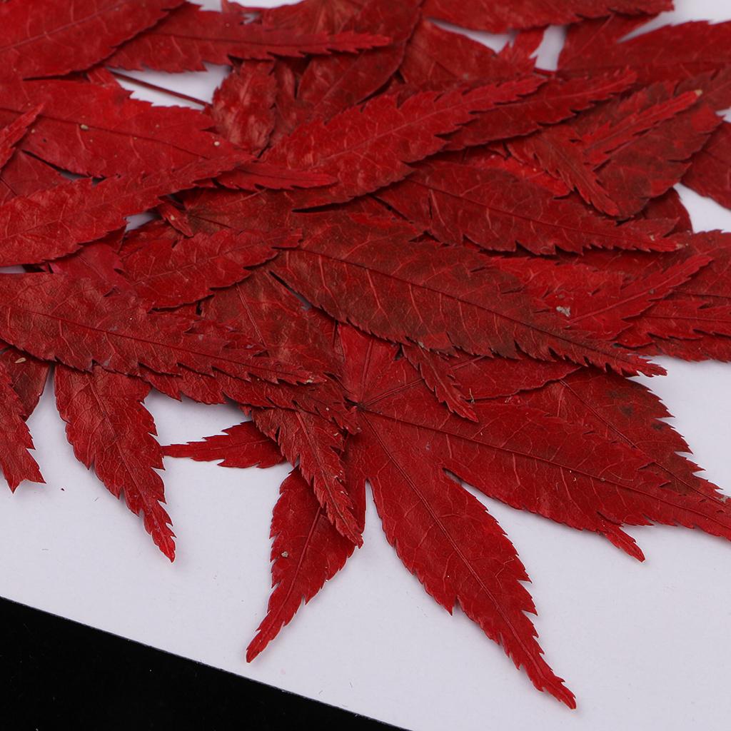 Dried Natural Flowers Crafts R - Resin Craft Ideas ulasan dan harga