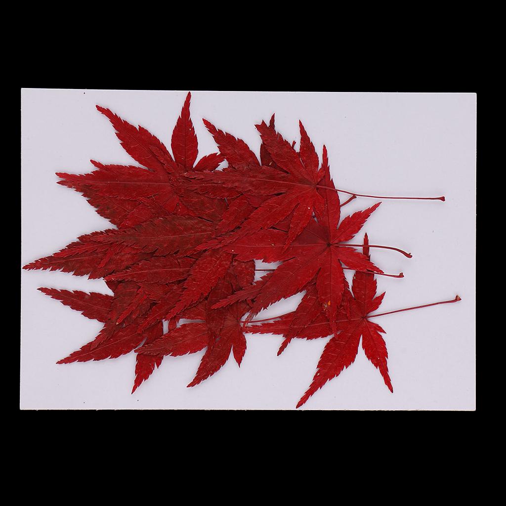 Dried Natural Flowers Crafts R - Resin Craft Ideas ulasan dan harga