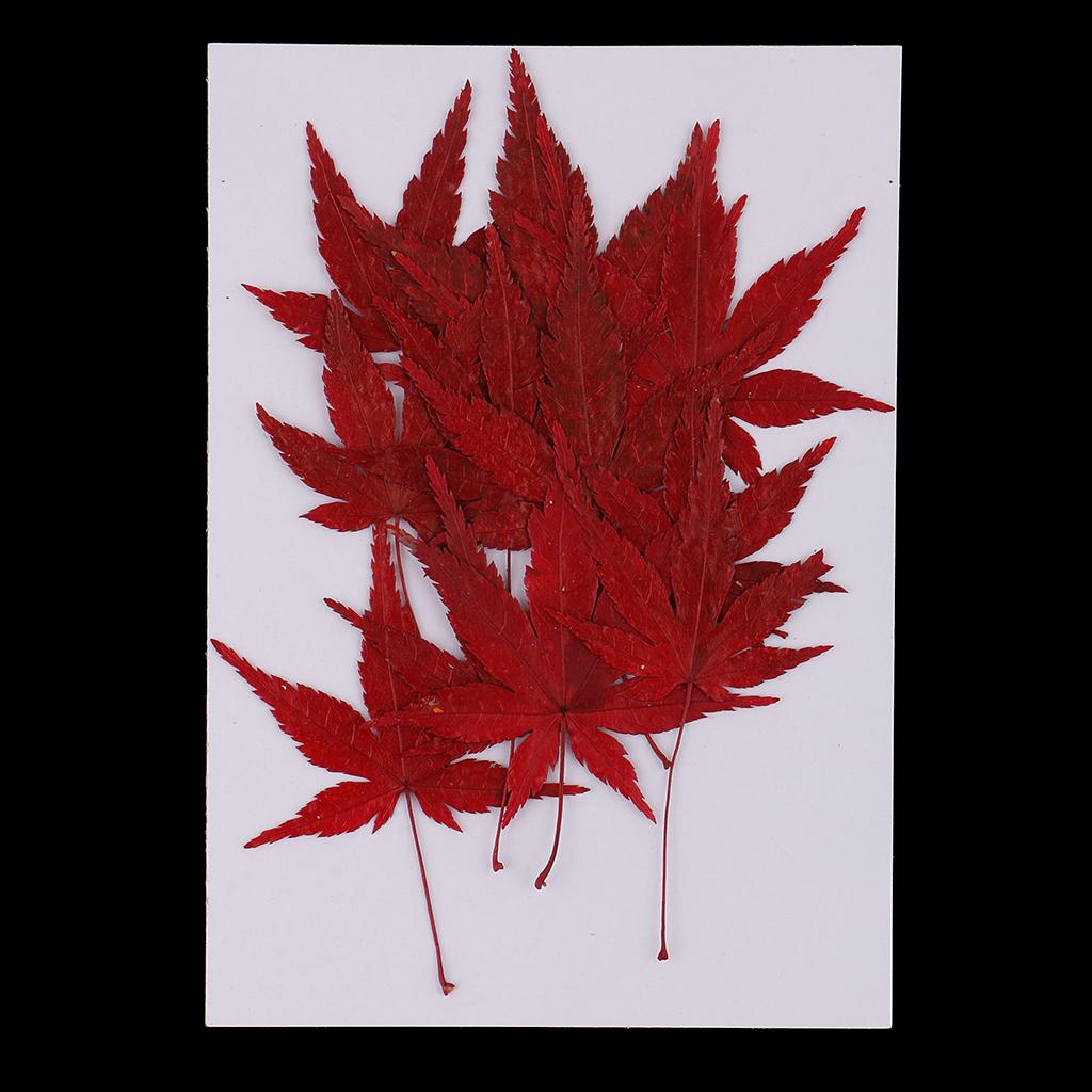 Dried Natural Flowers Crafts R - Resin Craft Ideas ulasan dan harga